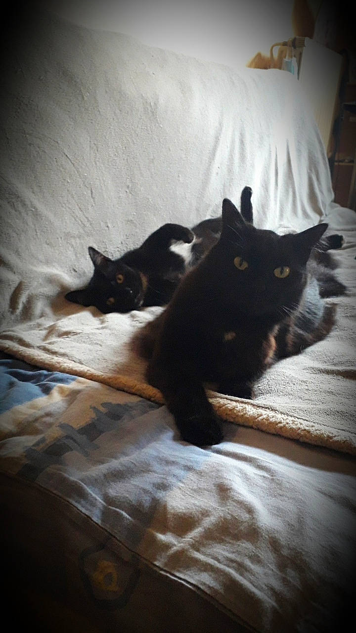 Mahori participe au concours pour gagner de l'argent avec cette photo : bedding, black_cat, carnivore, cat, comfort, felidae, floor, flooring, grey, hardwood, linens, mammal, small_to_medium_sized_cats, snout, tail, textile, tints_and_shades, vertebrate, whiskers, wood