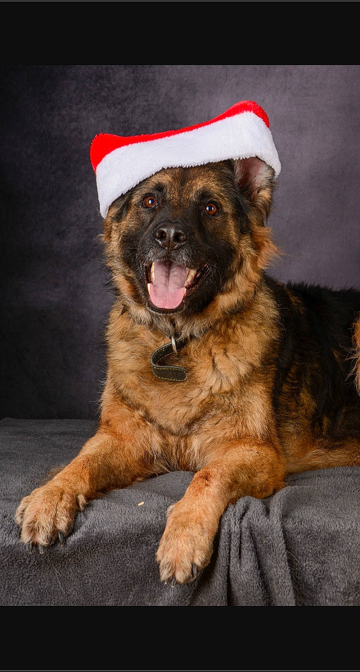 Ohana a rejoint le concours — aidez-le/la à gagner de superbes lots ! ancient_dog_breeds, canidae, carnivore, companion_dog, dog, dog_breed, estrela_mountain_dog, event, fawn, fur, giant_dog_breed, guard_dog, paw, puppy, snout, sporting_group, terrestrial_animal, whiskers, working_animal, working_dog