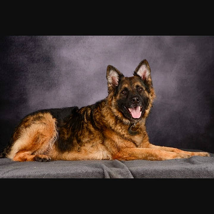 Ohana a rejoint le concours — aidez-le/la à gagner de superbes lots ! art, canidae, carnivore, darkness, dog, dog_breed, fang, flash_photography, fur, midnight, snout, terrestrial_animal, whiskers, wildlife, window, working_dog