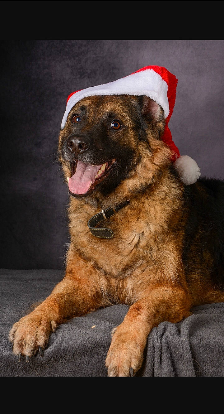 Ohana participe au concours pour gagner de l'argent avec cette photo : ancient_dog_breeds, canidae, carnivore, collar, companion_dog, dog, dog_breed, fawn, fur, giant_dog_breed, guard_dog, paw, snout, sporting_group, street_dog, terrestrial_animal, whiskers, working_animal, working_dog