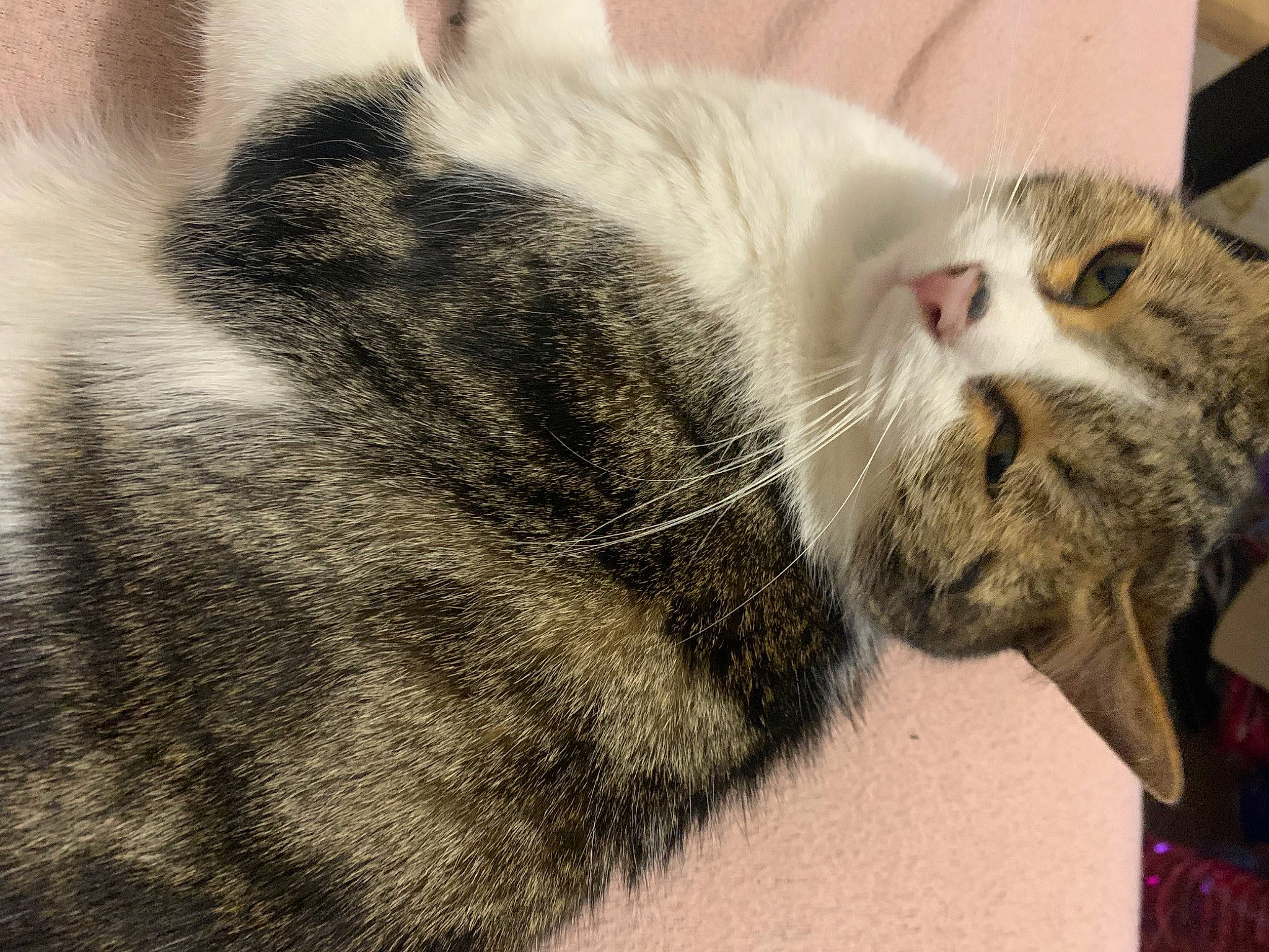 Ragnar a rejoint le concours — aidez-le/la à gagner de superbes lots ! carnivore, cat, claw, close_up, comfort, domestic_short_haired_cat, felidae, fur, grey, nap, paw, sleep, small_to_medium_sized_cats, snout, tail, terrestrial_animal, whiskers