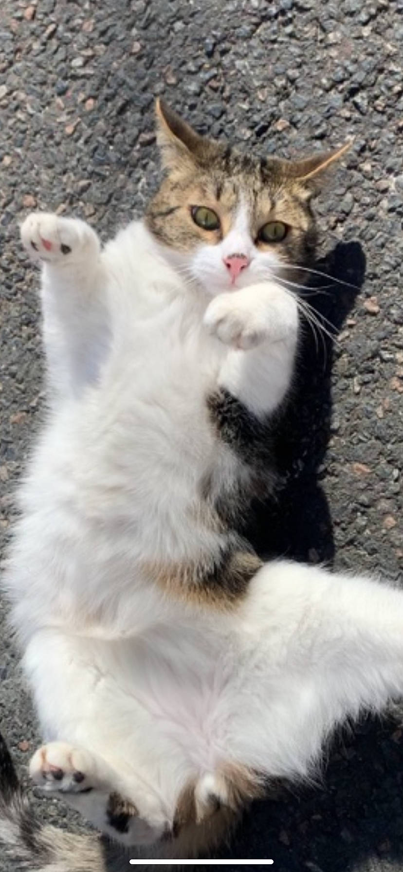 Ragnar a rejoint le concours — aidez-le/la à gagner de superbes lots ! carnivore, cat, claw, domestic_short_haired_cat, fawn, felidae, foot, fur, iris, paw, sitting, small_to_medium_sized_cats, snout, tail, terrestrial_animal, whiskers