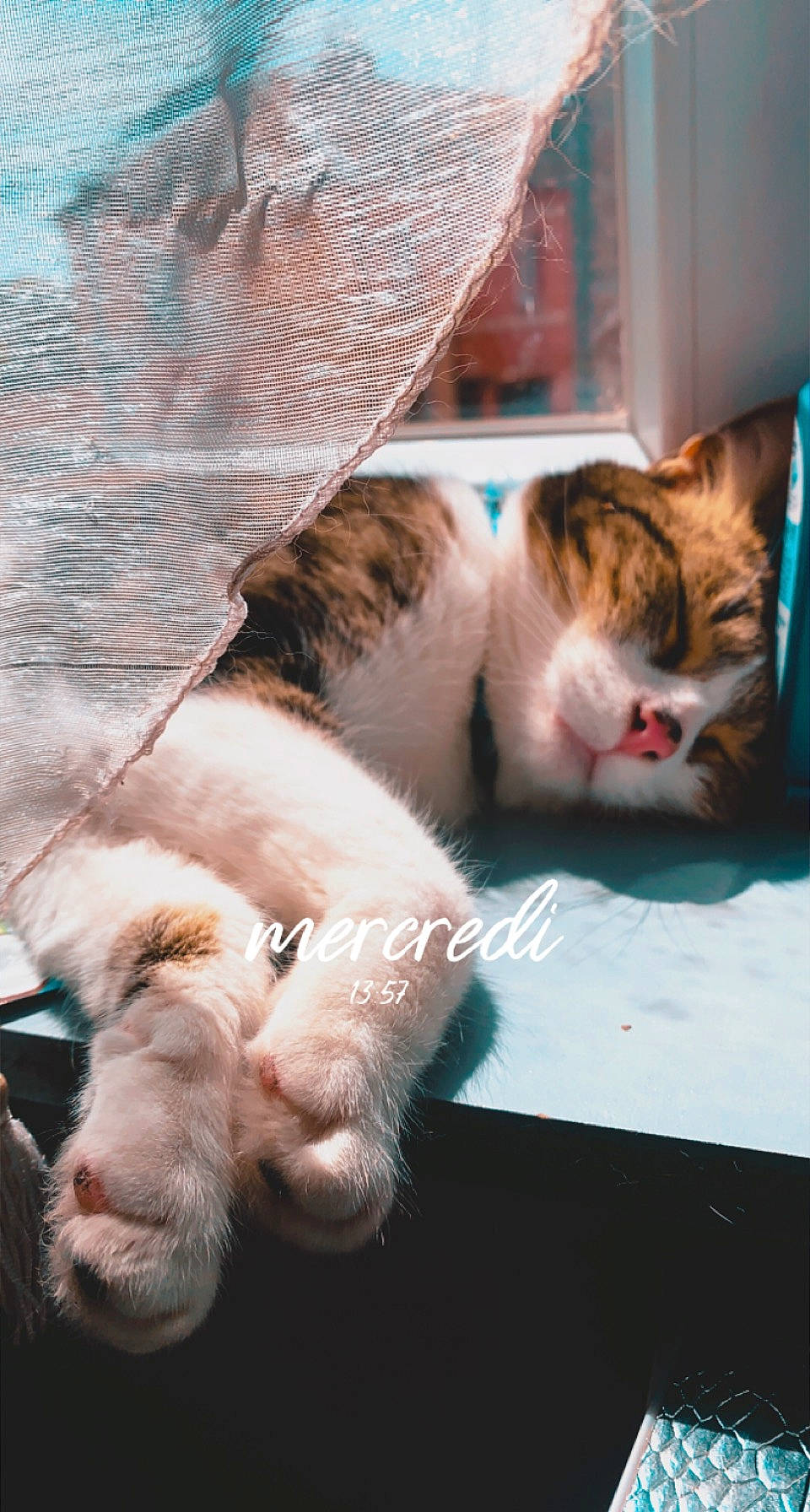 Ragnar a rejoint le concours — aidez-le/la à gagner de superbes lots ! carnivore, cat, cat_supply, claw, comfort, companion_dog, domestic_short_haired_cat, fawn, felidae, foot, fur, nap, paw, sleep, small_to_medium_sized_cats, snout, tail, whiskers, window