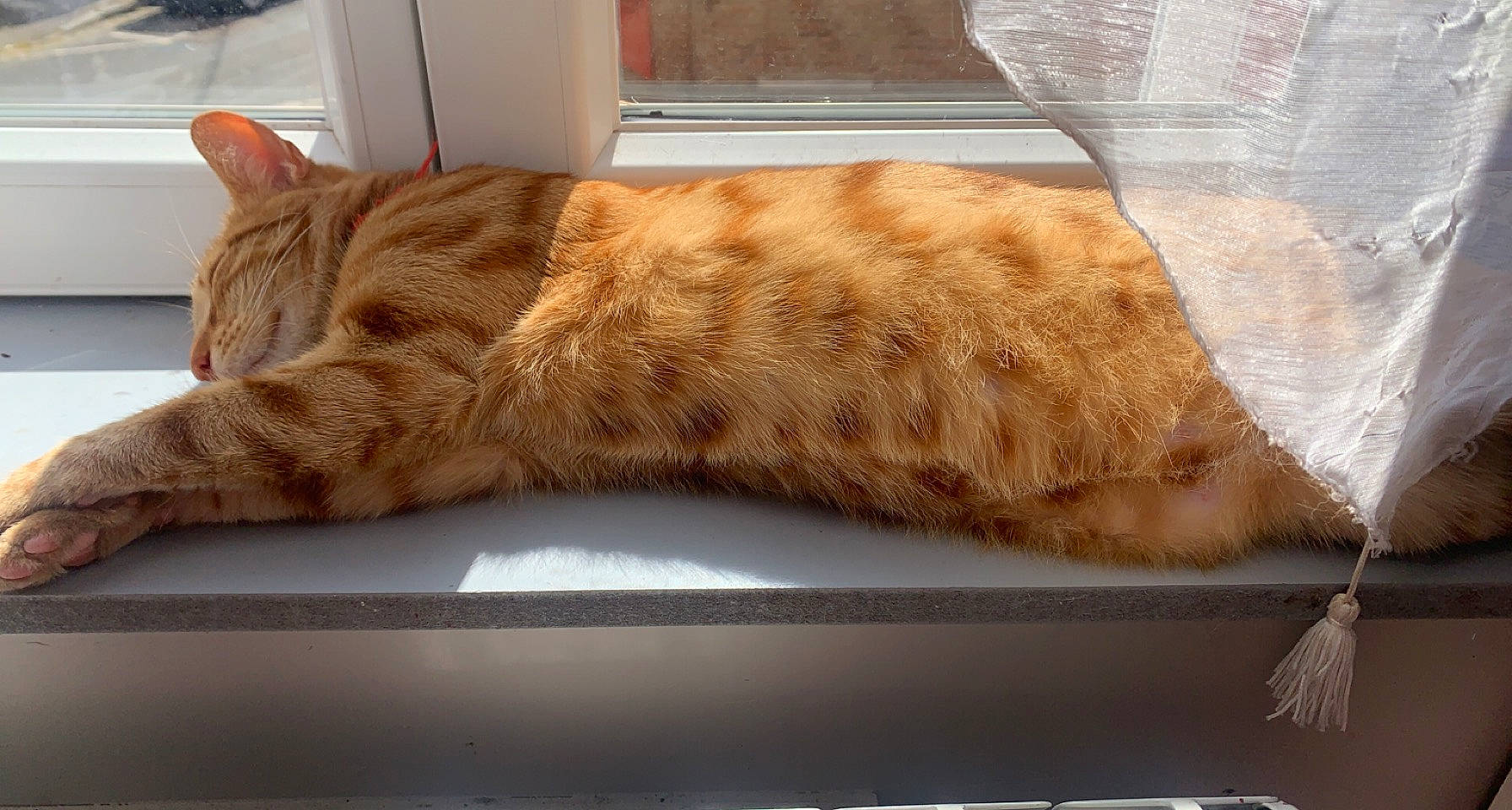 Floky a rejoint le concours — aidez-le/la à gagner de superbes lots ! carnivore, cat, claw, comfort, domestic_short_haired_cat, fawn, felidae, flooring, fur, hardwood, linens, paw, room, small_to_medium_sized_cats, snout, sporting_group, tail, whiskers, windshield, wood