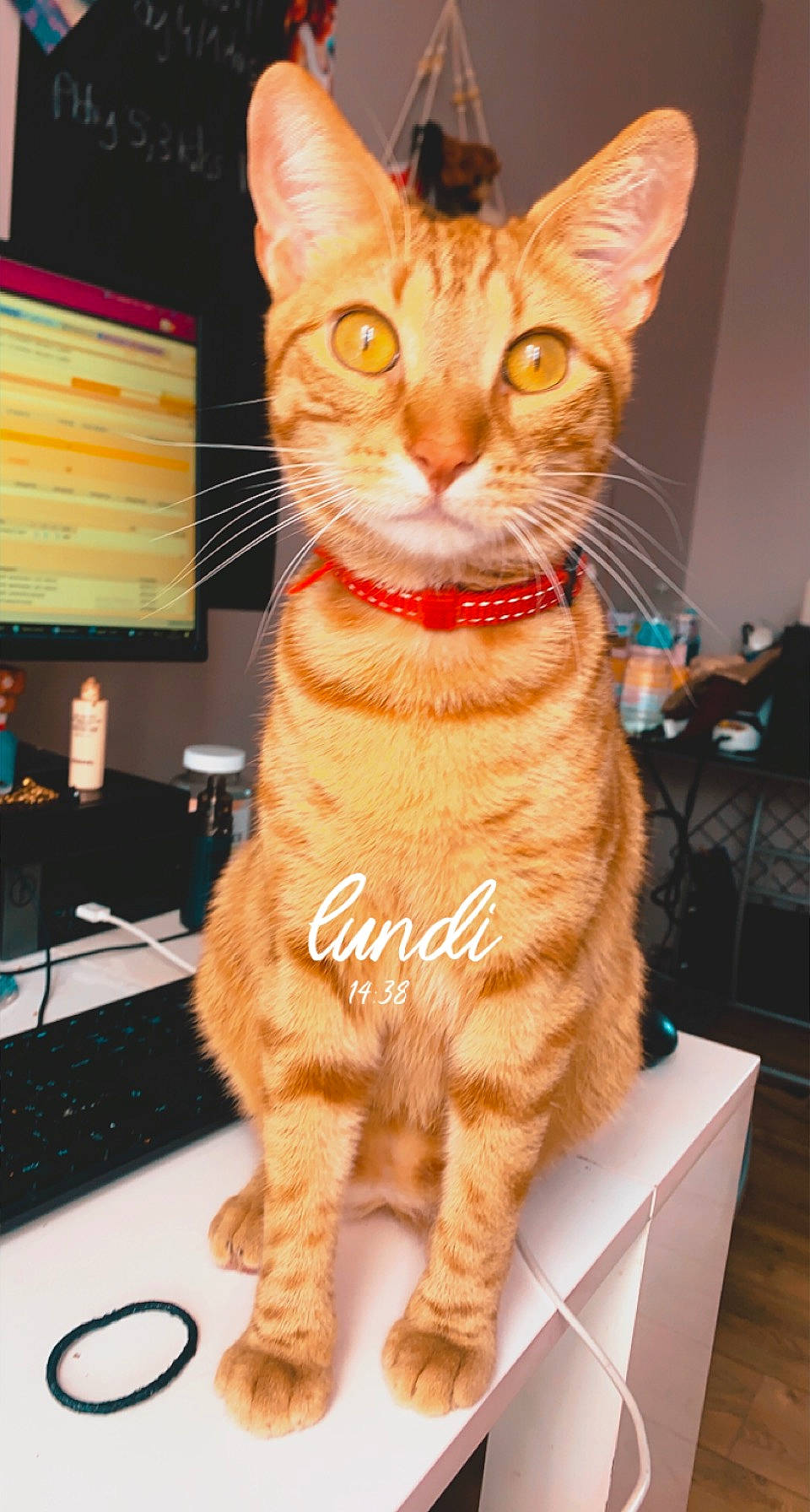 Floky participe au concours pour gagner de l'argent avec cette photo : carnivore, cat, claw, collar, computer_keyboard, domestic_short_haired_cat, event, fawn, felidae, fur, led_backlit_lcd_display, paw, peripheral, pet_supply, small_to_medium_sized_cats, snout, tail, terrestrial_animal, whiskers