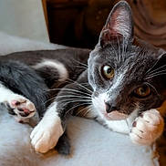 Mulder joined the competition — help win amazing prizes! cat, gray, white, paw, whiskers, fur, soft, fluffy, indoor, pet, animal, cute, relaxed, resting, looking, curious, closeup, portrait, feline, playful