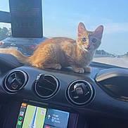 Butters is registered to the contest to win money with this photo: cat, kitten, orange_tabby, dashboard, car_interior, navigation_screen, road, highway, air_freshener, rearview_mirror, sunlight, vehicle, pets, travel, automobile, dashboard_vents, technology, window, blue_sky, curious