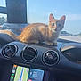 cat, kitten, orange_tabby, dashboard, car_interior, navigation_screen, road, highway, air_freshener, rearview_mirror, sunlight, vehicle, pets, travel, automobile, dashboard_vents, technology, window, blue_sky, curious