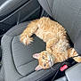 cat, ginger_cat, pet, car_interior, car_seat, relaxed, feline, animal, orange_fur, seatbelt_buckle, curious, domestic_cat, indoor, cozy, resting, close_up, texture, leisure, cute, looking