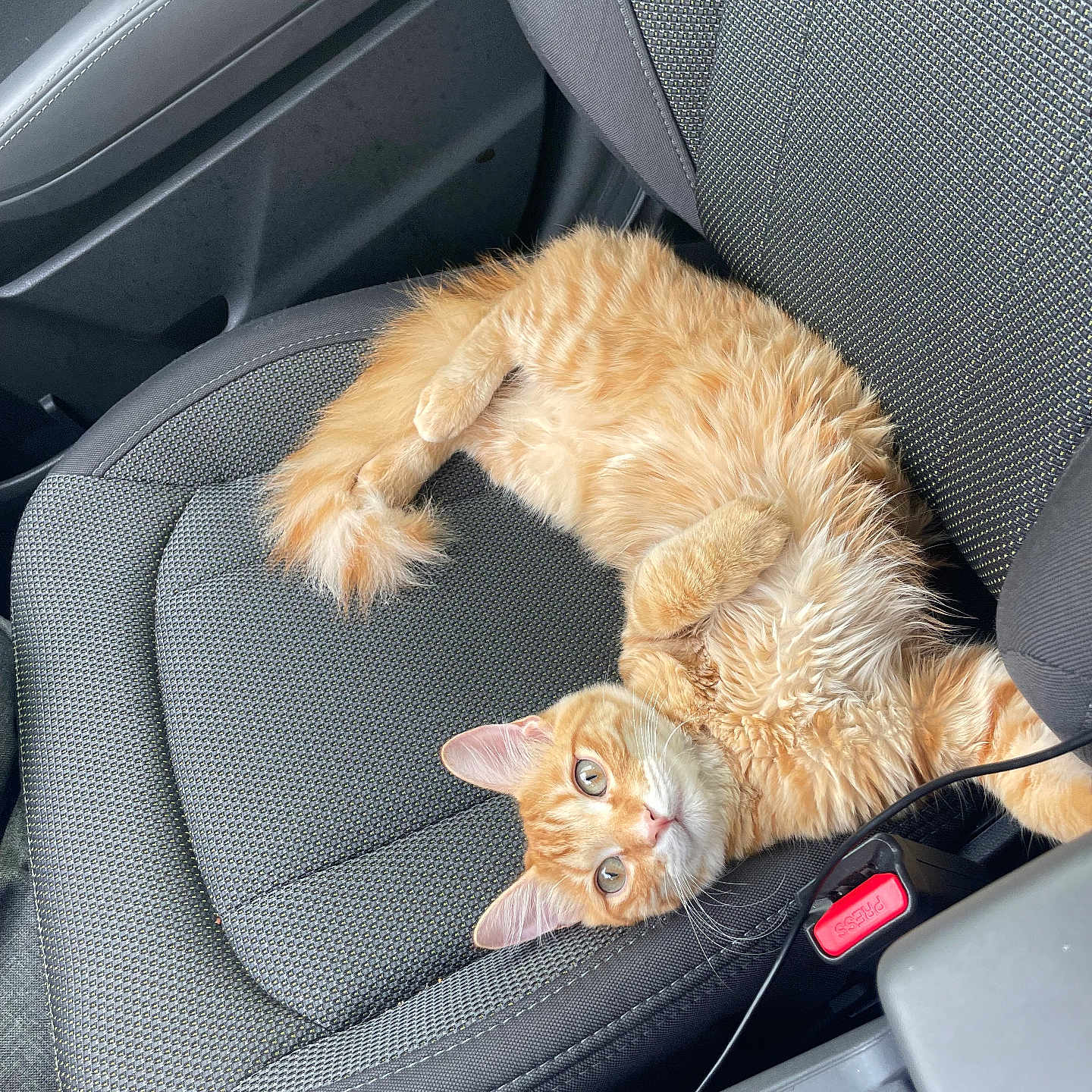 Butters joined the competition — help win amazing prizes! animal, car_interior, car_seat, cat, close_up, cozy, curious, cute, domestic_cat, feline, ginger_cat, indoor, leisure, looking, orange_fur, pet, relaxed, resting, seatbelt_buckle, texture