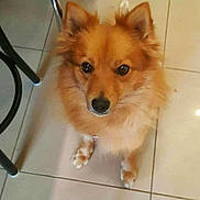Jouckie a rejoint le concours — aidez-le/la à gagner de superbes lots ! dog, pet, indoor, floor, tile, brown_fur, fluffy, animal, looking_up, waiting, cute, companion, domestic, fur, paws, ears, black_nose, home, chair, legs