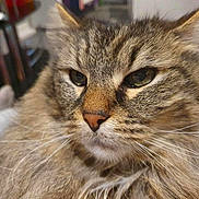Tigrou participe au concours pour gagner de l'argent avec cette photo : cat, tabby, close_up, fluffy, fur, whiskers, indoor, pet, animal, face, eyes, muzzle, nose, portrait, feline, domestic_cat, soft, detail, relaxed, cozy