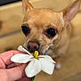 Sugar is registered to the contest to win money with this photo: dog, hand, flower, white_flower, close_up, sniffing, pet, canine, brown_dog, indoor, wood_background, curious, small_dog, animal, nature, cute, ears, nosed, soft_focus, portrait