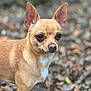 Sugar is registered to the contest to win money with this photo: alert, animal, canine, chihuahua, close_up, companion, cute, dog, forest_floor, fur, large_ears, leaves, mammal, nature, outdoor, pet, portrait, rocks, small_dog, tan_fur