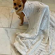 Sugar joined the competition — help win amazing prizes! dog, chihuahua, blanket, floor, tile, pet, small_dog, animal_print, cute, indoor, brown_dog, white_blanket, curious, looking_up, fur, ears, domestic_animal, companion, home, cozy