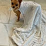 dog, chihuahua, blanket, floor, tile, pet, small_dog, animal_print, cute, indoor, brown_dog, white_blanket, curious, looking_up, fur, ears, domestic_animal, companion, home, cozy
