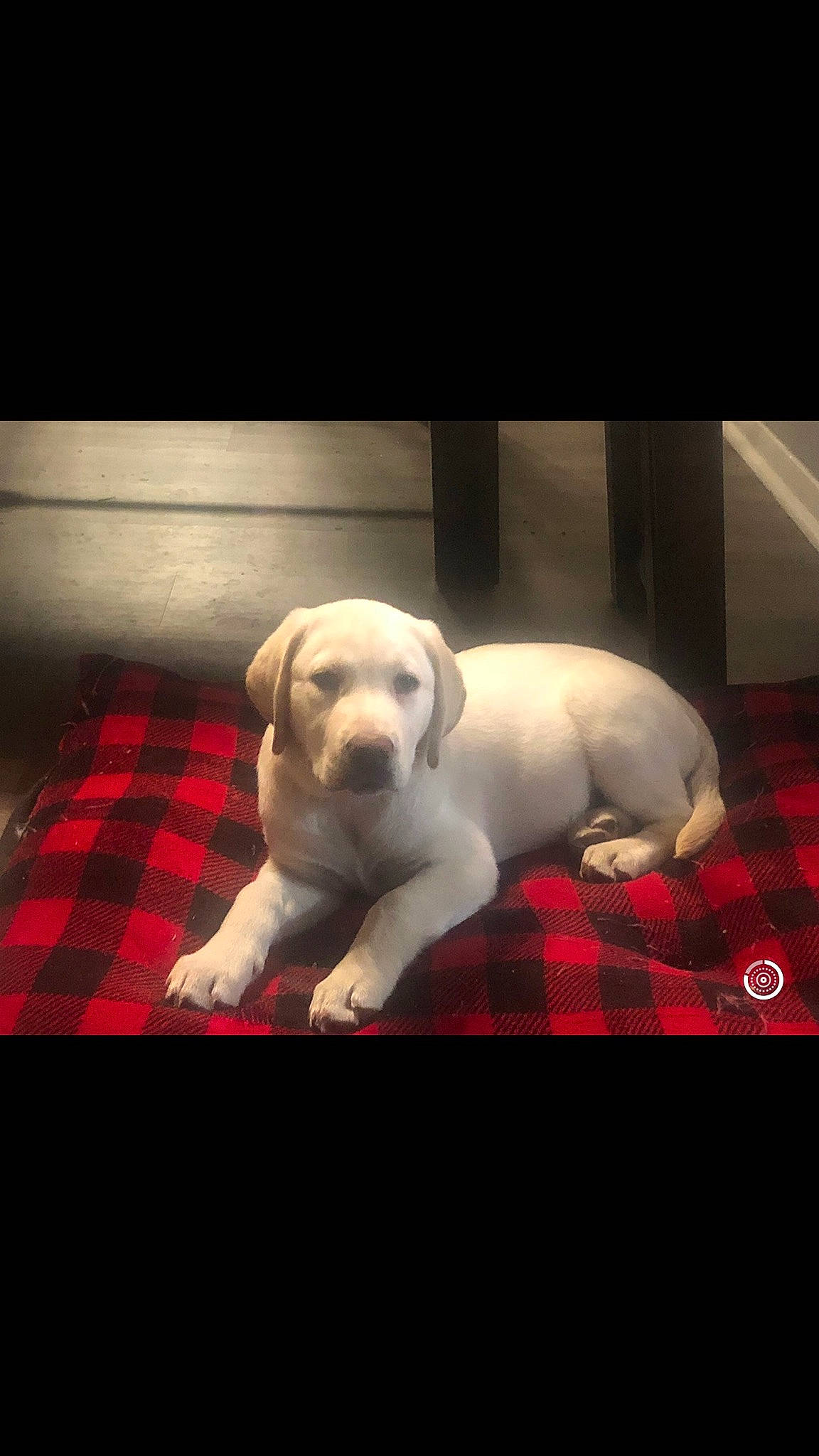 Daisy is registered to the contest to win money with this photo: canidae, carnivore, comfort, companion_dog, darkness, dog, dog_breed, fawn, flooring, pattern, paw, pet_supply, photo_caption, rectangle, snout, sporting_group, stock_photography, tail, tartan, working_animal