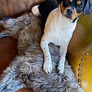 Moca And Laki joined the competition — help win amazing prizes! dog, two_dogs, leather_chair, brown_chair, fluffy_dog, small_dog, black_white_tan_dog, resting, sleeping_dog, pet, animal, fur, cozy, companion, indoor, relaxed, cute, couch, napping, chair