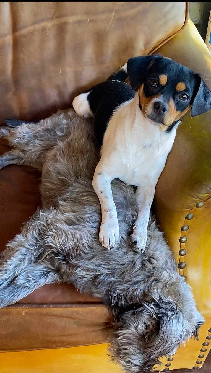 Moca And Laki joined the competition — help win amazing prizes! dog, two_dogs, leather_chair, brown_chair, fluffy_dog, small_dog, black_white_tan_dog, resting, sleeping_dog, pet, animal, fur, cozy, companion, indoor, relaxed, cute, couch, napping, chair