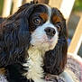 animal, canine, cockerspaniel, dog, hound, papillon, pet, puppy, snout