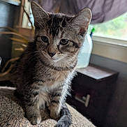 Thunder is registered to the contest to win money with this photo: animal, cat, closeup, curious, cute, domestic, ears, feline, fur, home, indoor, kitten, pet, portrait, sitting, soft_light, tabby, whiskers, window, young