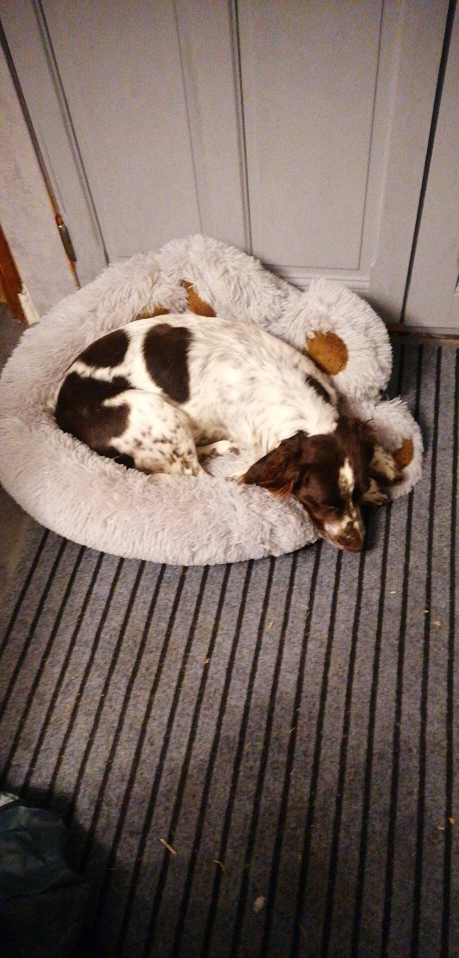 Tina participe au concours pour gagner de l'argent avec cette photo : ball, bored, canidae, carnivore, comfort, companion_dog, dog, dog_breed, fawn, flooring, fur, hardwood, paw, pet_supply, snout, sporting_group, tail, terrestrial_animal, wood, working_animal