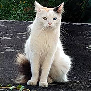 Pomme a rejoint le concours — aidez-le/la à gagner de superbes lots ! cat, white_cat, heterochromia, blue_eye, green_eye, fluffy, sitting, outdoor, nature, foliage, tail, animal, pet, feline, whiskers, ears, face, alert, serious, fur