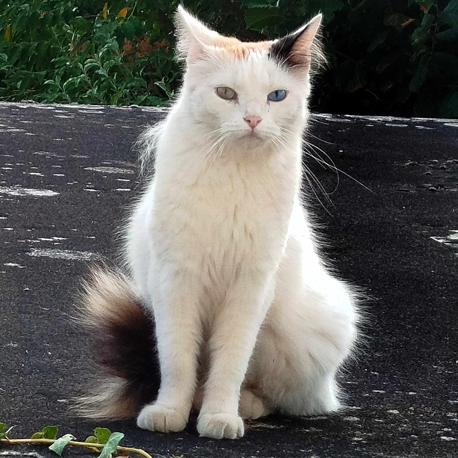 Pomme a rejoint le concours — aidez-le/la à gagner de superbes lots ! cat, white_cat, heterochromia, blue_eye, green_eye, fluffy, sitting, outdoor, nature, foliage, tail, animal, pet, feline, whiskers, ears, face, alert, serious, fur