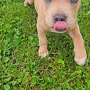 C C is registered to the contest to win money with this photo: puppy, dog, grass, tongue_out, blue_eyes, outdoor, pet, animal, cute, playful, young, walking, fur, ears, nose, nature, close_up, greenery, summer, adorable