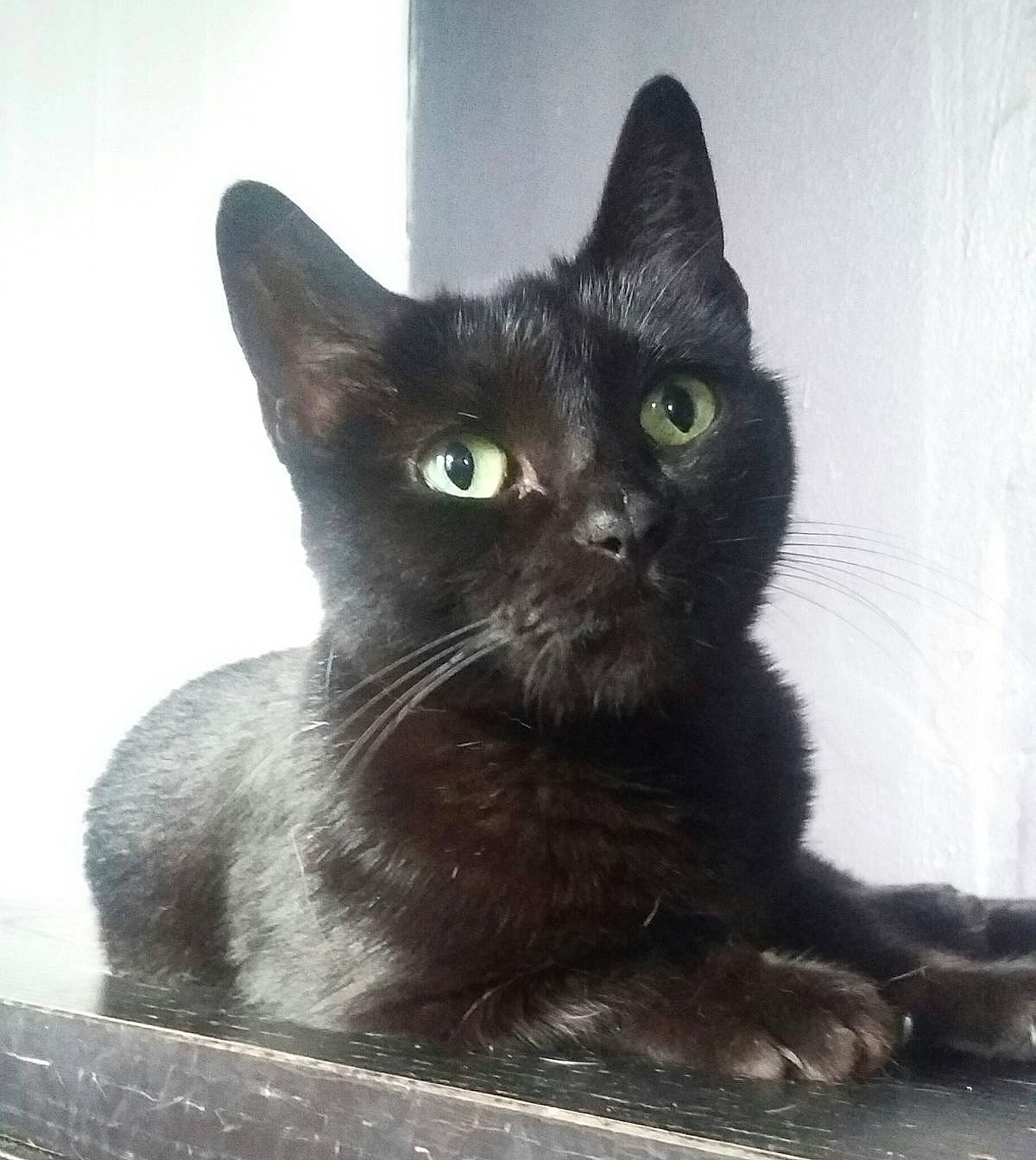 Sandra is registered to the contest to win money with this photo: black_cat, bombay, carnivore, cat, cat_supply, claw, domestic_short_haired_cat, felidae, fur, havana_brown, iris, small_to_medium_sized_cats, snout, terrestrial_animal, whiskers