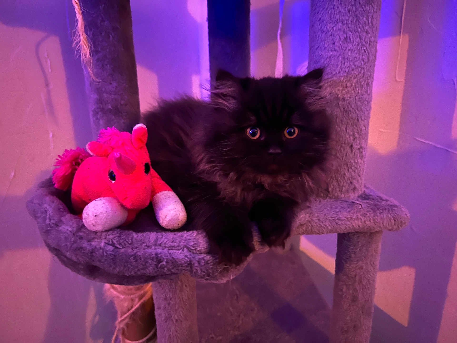 Aaron a rejoint le concours — aidez-le/la à gagner de superbes lots ! kitten, cat, stuffed_toy, unicorn, cat_tree, purple_light, indoor, furniture, pet, fluffy, animal, cute, toy, cozy, relaxing, small_animal, fur, playful, wide_eyes, resting