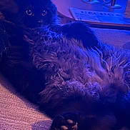 Aaron participe au concours pour gagner de l'argent avec cette photo : cat, fluffy, black_cat, pet, feline, indoor, couch, relaxing, purple_light, soft_lighting, paw, fur, curious, wide_eyes, cozy, home, furniture, newspaper, decor, animal