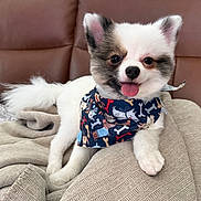 Rocket joined the competition — help win amazing prizes! animal, bandana, black_fur, blanket, companion, couch, cozy, cute, dog, fluffy, fur, happy, indoors, pet, puppy, resting, small_dog, smiling, tongue_out, white_fur
