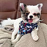 animal, bandana, black_fur, blanket, companion, couch, cozy, cute, dog, fluffy, fur, happy, indoors, pet, puppy, resting, small_dog, smiling, tongue_out, white_fur