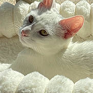 Rosie Rodriguez joined the competition — help win amazing prizes! cat, white_cat, pet, fluffy_bed, sunlight, window, cozy, relaxing, ears, whiskers, feline, indoor, portrait, close_up, soft_texture, resting, domestic_animal, natural_light, sleepy, cute