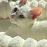 cat, white_cat, pet, fluffy_bed, sunlight, window, cozy, relaxing, ears, whiskers, feline, indoor, portrait, close_up, soft_texture, resting, domestic_animal, natural_light, sleepy, cute