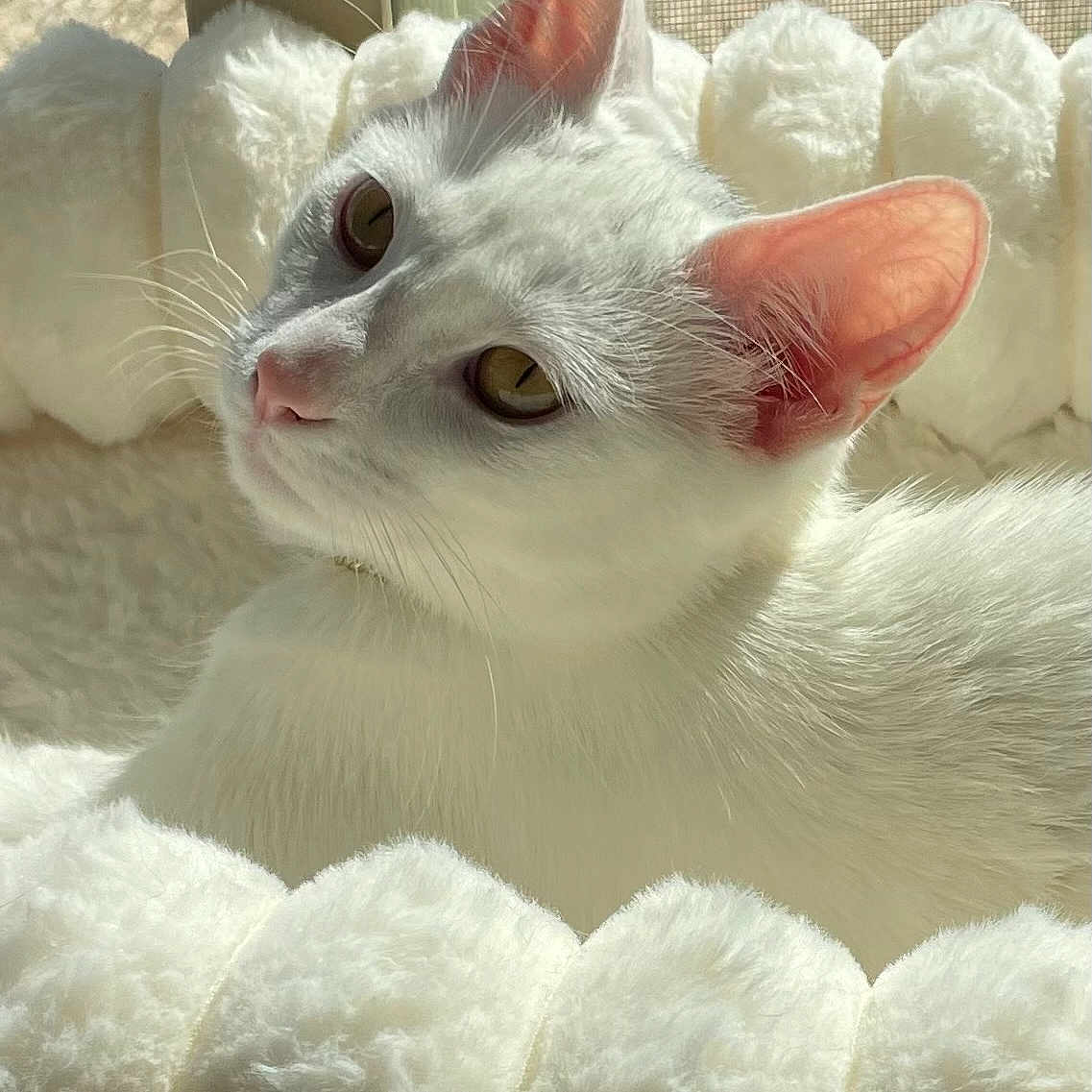 Rosie Rodriguez joined the competition — help win amazing prizes! cat, white_cat, pet, fluffy_bed, sunlight, window, cozy, relaxing, ears, whiskers, feline, indoor, portrait, close_up, soft_texture, resting, domestic_animal, natural_light, sleepy, cute