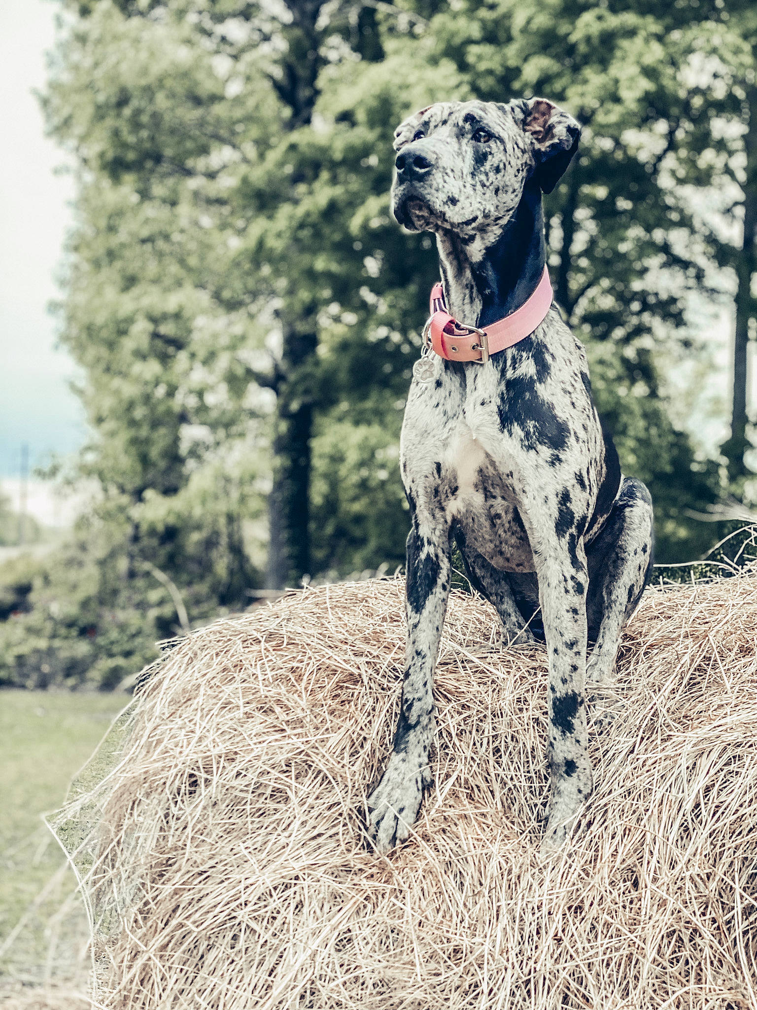 Timber is registered to the contest to win money with this photo: braque_francais, canidae, carnivore, collar, companion_dog, dog, dog_breed, dog_collar, dog_supply, fawn, grass, gun_dog, pet_supply, snout, sporting_group, tail, terrestrial_animal, tree, working_animal, working_dog
