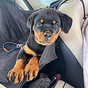 Aïko participe au concours pour gagner de l'argent avec cette photo : rottweiler, puppy, dog, car_interior, seat_cover, paws, leash, window, door, seat, black, brown, animal, pet, young, cute, portrait, indoors, fabric, closeup