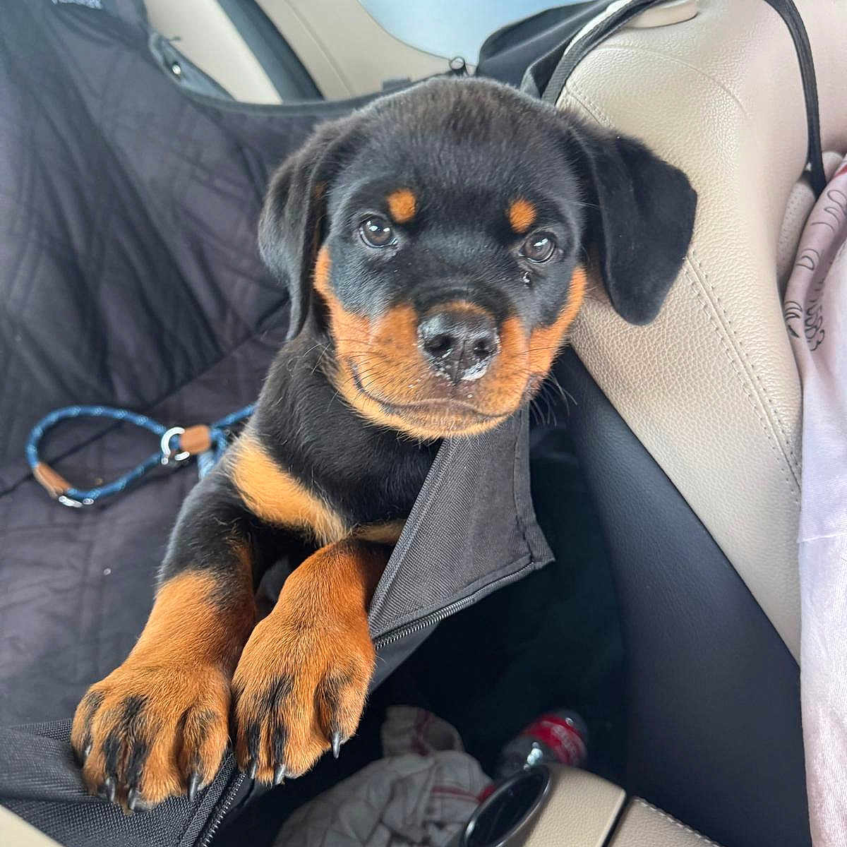 Aïko participe au concours pour gagner de l'argent avec cette photo : animal, black, brown, car_interior, closeup, cute, dog, door, fabric, indoors, leash, paws, pet, portrait, puppy, rottweiler, seat, seat_cover, window, young