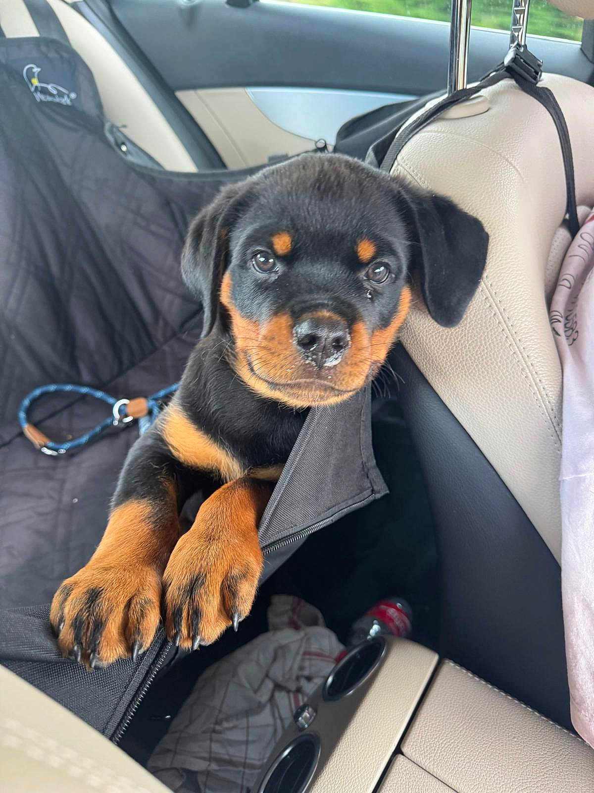Aïko participe au concours pour gagner de l'argent avec cette photo : rottweiler, puppy, dog, car_interior, seat_cover, paws, leash, window, door, seat, black, brown, animal, pet, young, cute, portrait, indoors, fabric, closeup