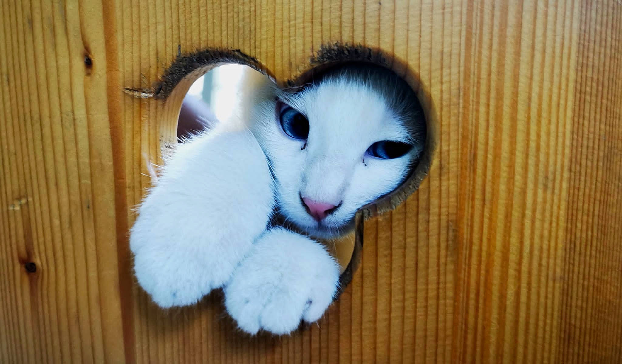 Flocon a rejoint le concours — aidez-le/la à gagner de superbes lots ! carnivore, cat, domestic_short_haired_cat, electric_blue, fawn, felidae, foot, fur, hardwood, iris, nose, paw, small_to_medium_sized_cats, snout, stuffed_toy, tail, toy, whiskers, wood, wood_stain