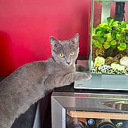 Aya participe au concours pour gagner de l'argent avec cette photo : cat, gray_cat, aquarium, fish_tank, green_plants, yellow_eyes, red_wall, wine_cooler, bottle, glass, indoor, curious_cat, feline, pet, animal, table, modern, home, furniture, decor