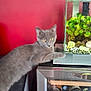 cat, gray_cat, aquarium, fish_tank, green_plants, yellow_eyes, red_wall, wine_cooler, bottle, glass, indoor, curious_cat, feline, pet, animal, table, modern, home, furniture, decor