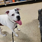 Jack is registered to the contest to win money with this photo: dog, white_dog, black_patch, leash, tongue_out, pet_store, shelves, floor, tile_floor, pet_products, animal, standing, looking_up, happy, indoor, collar, muzzle, ears, four_legs, canine