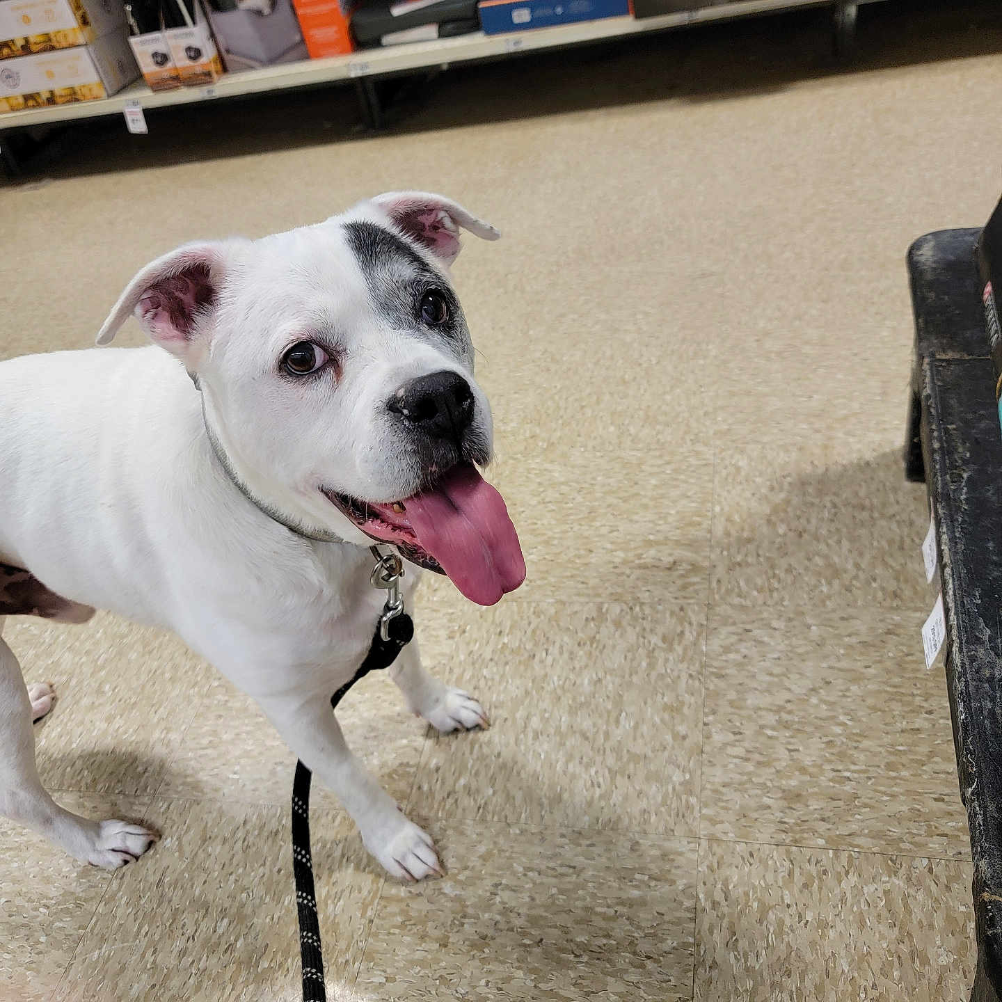 Jack is registered to the contest to win money with this photo: dog, white_dog, black_patch, leash, tongue_out, pet_store, shelves, floor, tile_floor, pet_products, animal, standing, looking_up, happy, indoor, collar, muzzle, ears, four_legs, canine