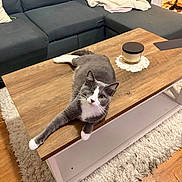Ziggy joined the competition — help win amazing prizes! cat, gray_cat, white_paws, coffee_table, wood_table, sofa, couch, rug, candle, living_room, blanket, christmas_tree, hardwood_floor, whiskers, yellow_eyes, relaxed, pet, indoor, curious, cozy