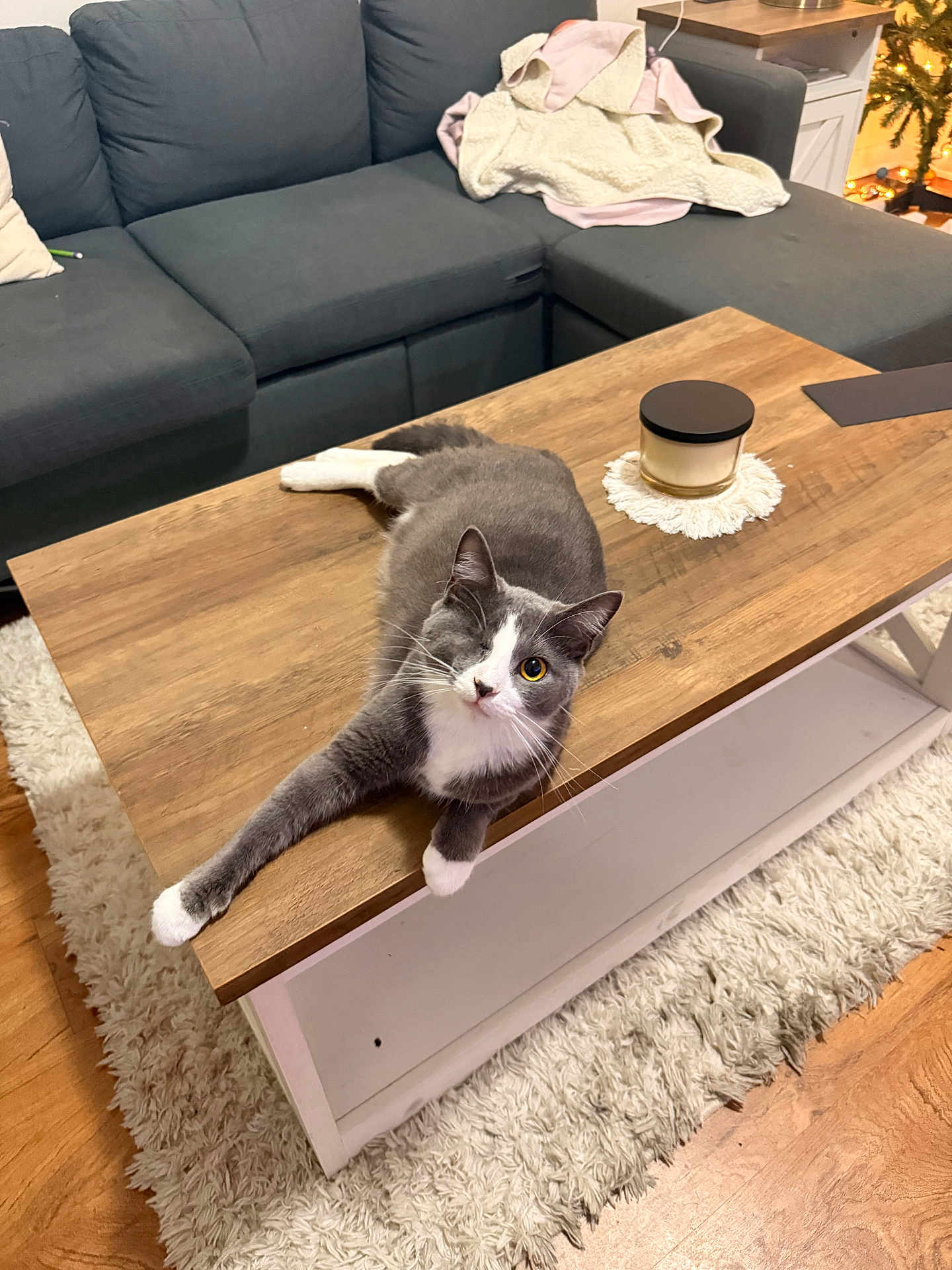 Ziggy joined the competition — help win amazing prizes! cat, gray_cat, white_paws, coffee_table, wood_table, sofa, couch, rug, candle, living_room, blanket, christmas_tree, hardwood_floor, whiskers, yellow_eyes, relaxed, pet, indoor, curious, cozy