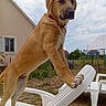 Athéna participe au concours pour gagner de l'argent avec cette photo : animal, backyard, canine, cloudy_sky, collar, daytime, dog, domestic_animal, fence, front_paws, grass, house, lounge_chair, nature, outdoor, pet, plastic_chair, playful, standing, tan_dog