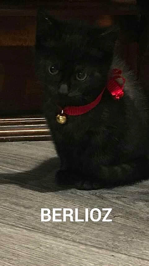 Berlioz a rejoint le concours — aidez-le/la à gagner de superbes lots ! black_cat, bombay, carnivore, cat, claw, domestic_short_haired_cat, felidae, flooring, font, fur, paw, photo_caption, small_to_medium_sized_cats, tail, terrestrial_animal, whiskers